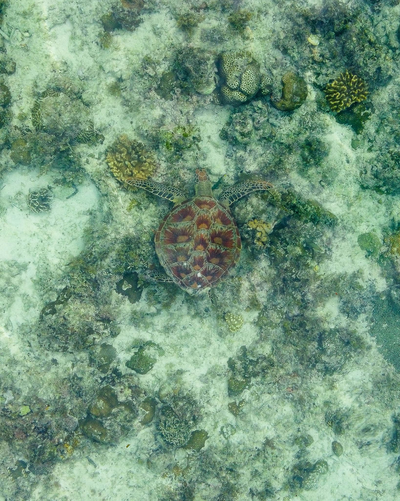 Turtle-at-Moalboal